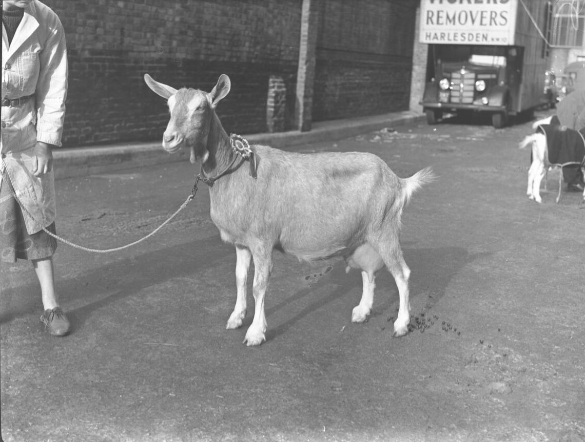 Black and white photo of a goat on a leash